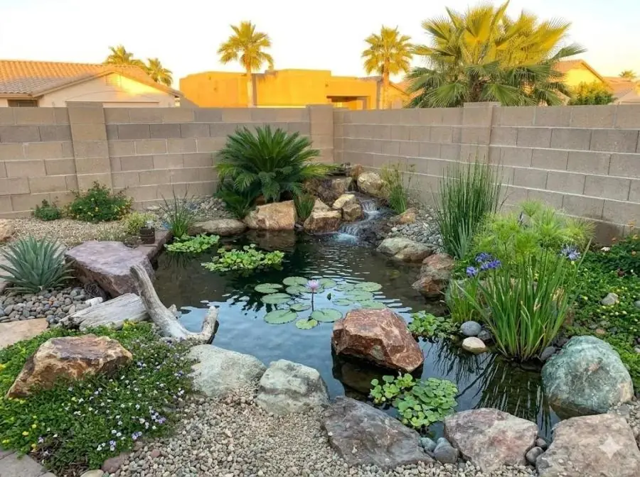 Backyard Koi Pond & Water Garden — Mesa, AZ