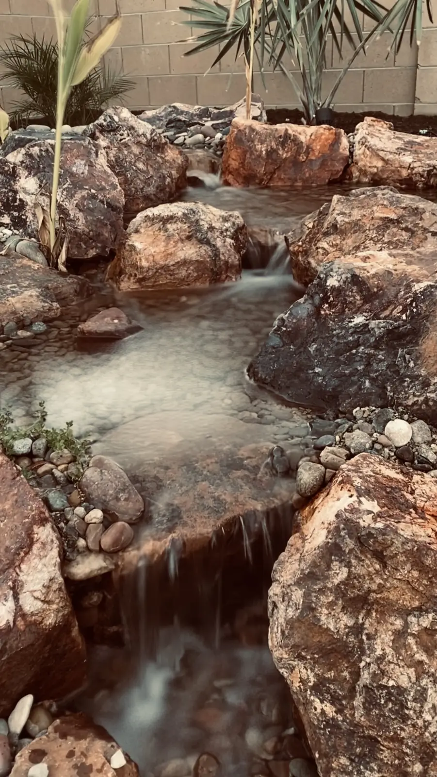 Backyard pond desert plants