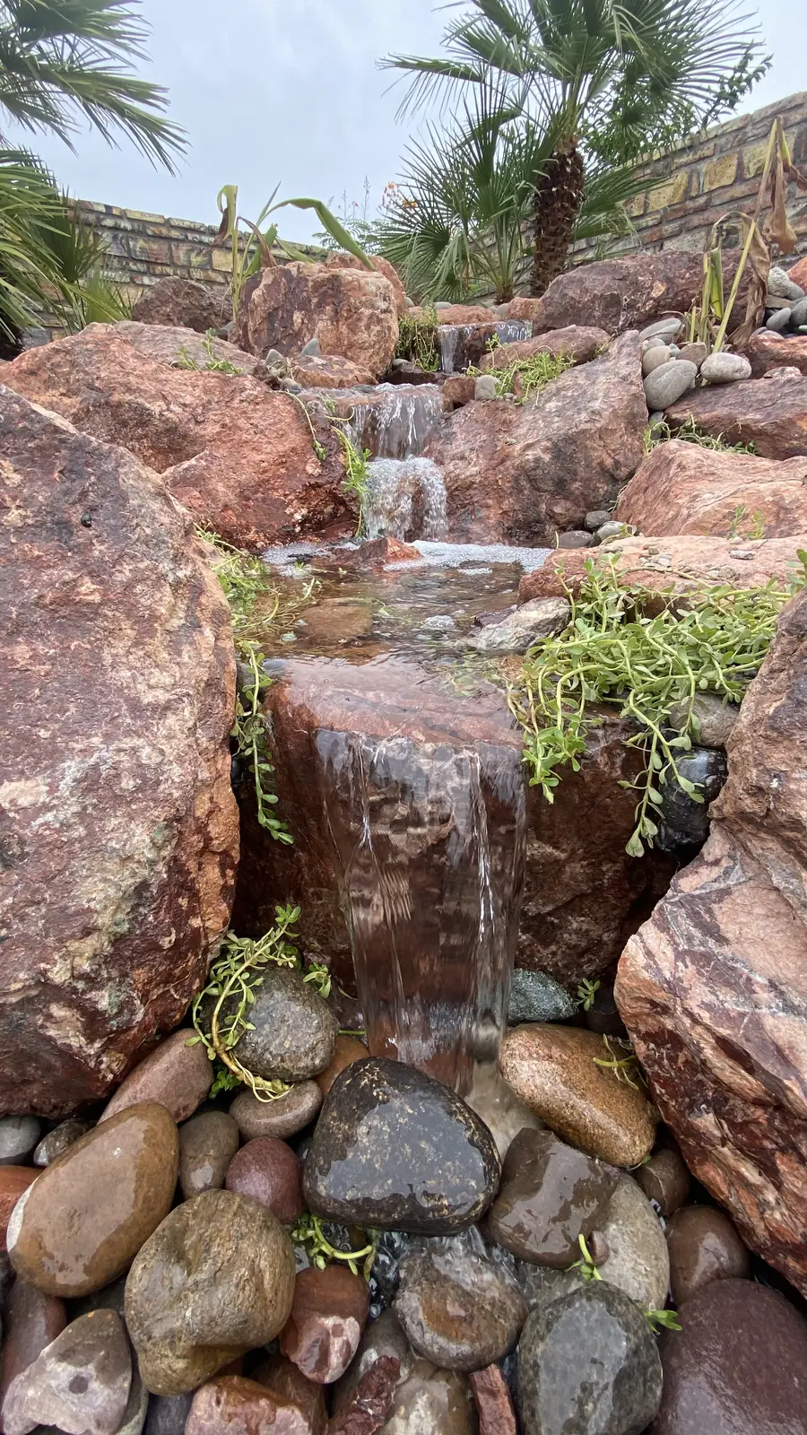 Pondless waterfall desert palms