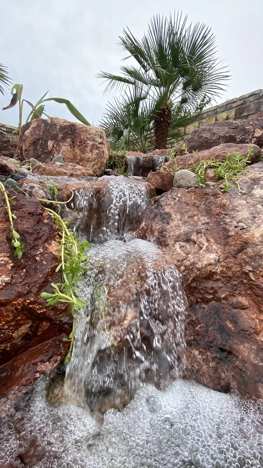 Pondless waterfall palm backdrop