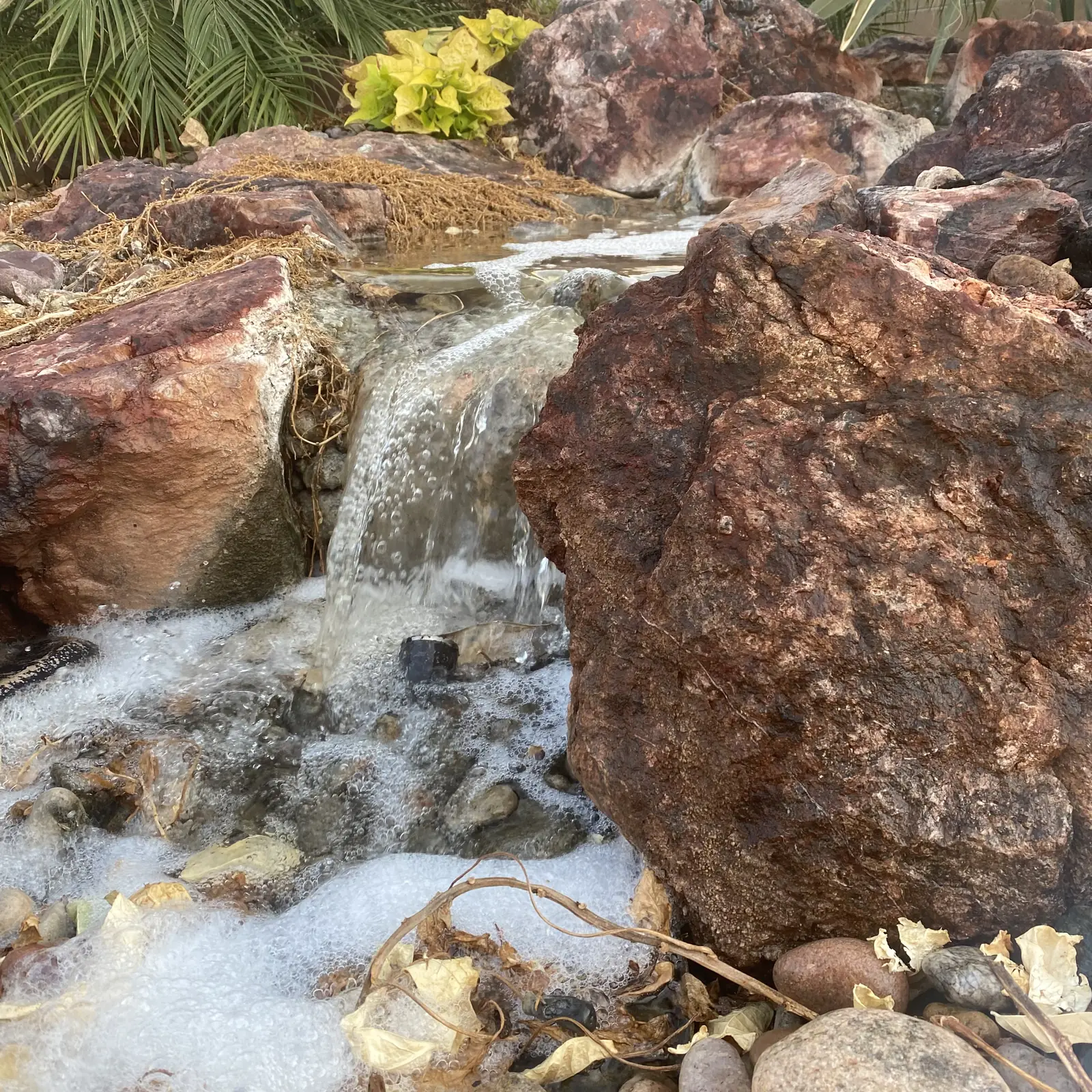 Pondless waterfall yellow flowers