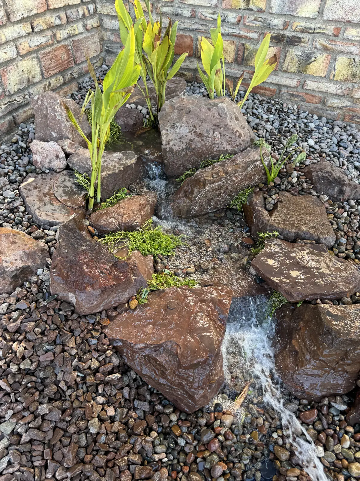 Small pondless waterfall plants