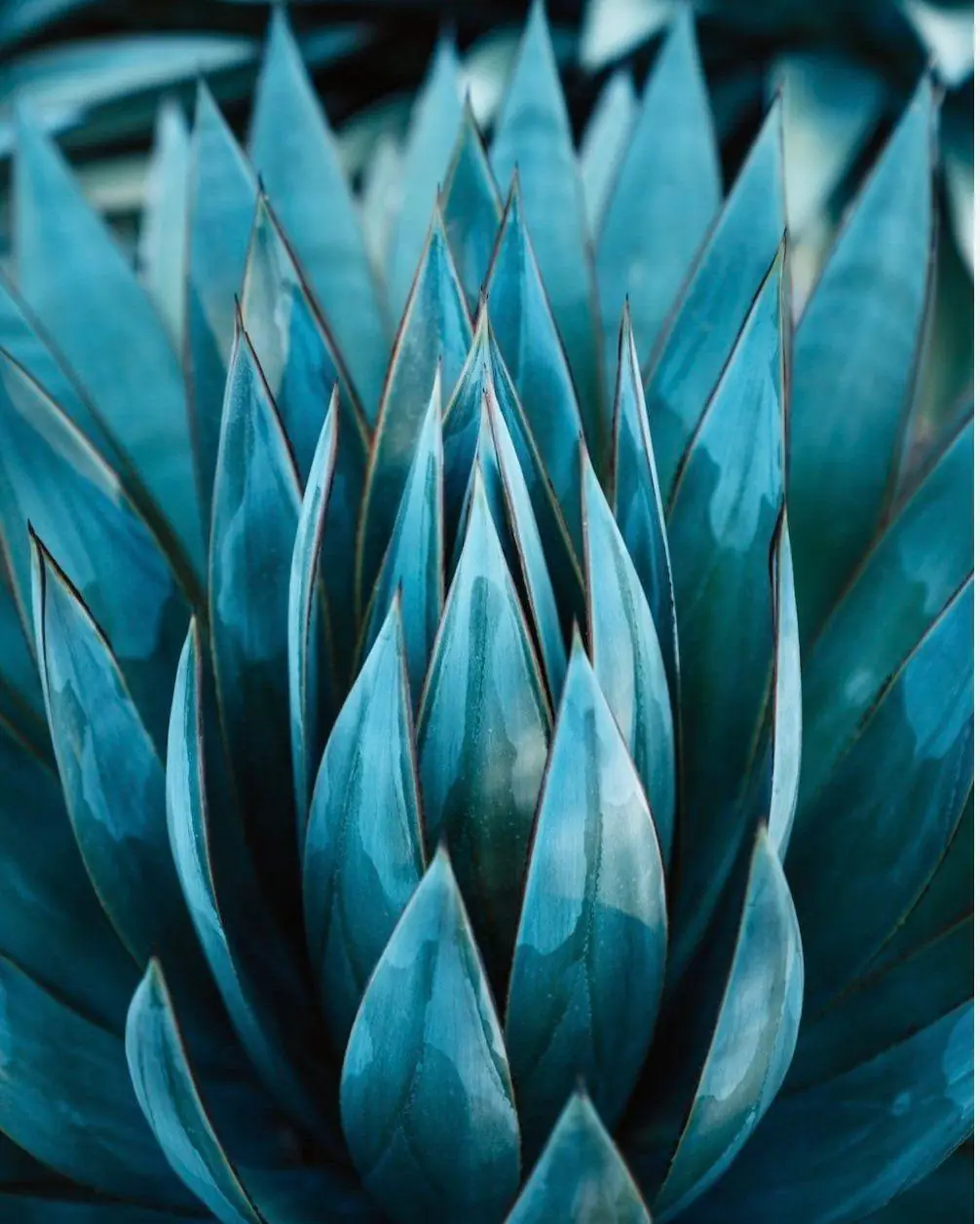 Agave package — mid-size outdoor living space