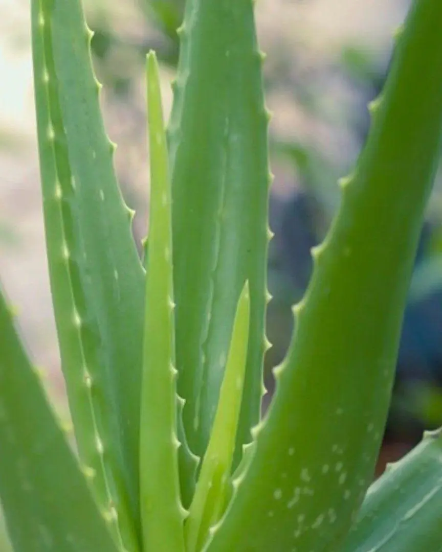 Aloe package — small courtyard paver patio with plants