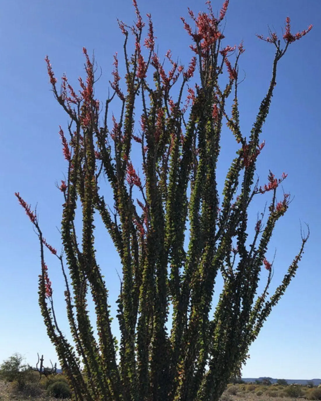 Ocotillo package — entertainer’s backyard with pavers and turf