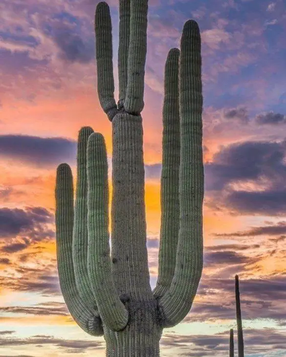 Saguaro package — full backyard outdoor living build